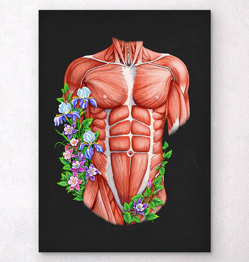 Muscles anatomy
