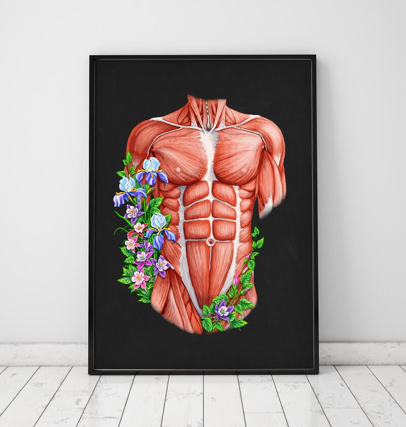Male torso muscles - Anatomy Art