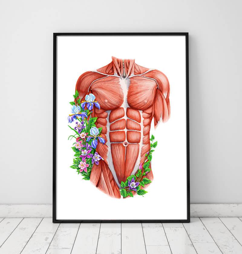 Male torso muscles anatomy poster