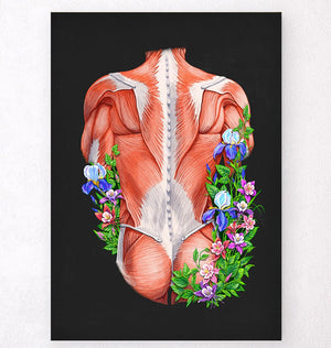 Back muscles anatomy poster