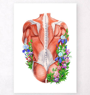 Female body anatomy art - White – Codex Anatomicus