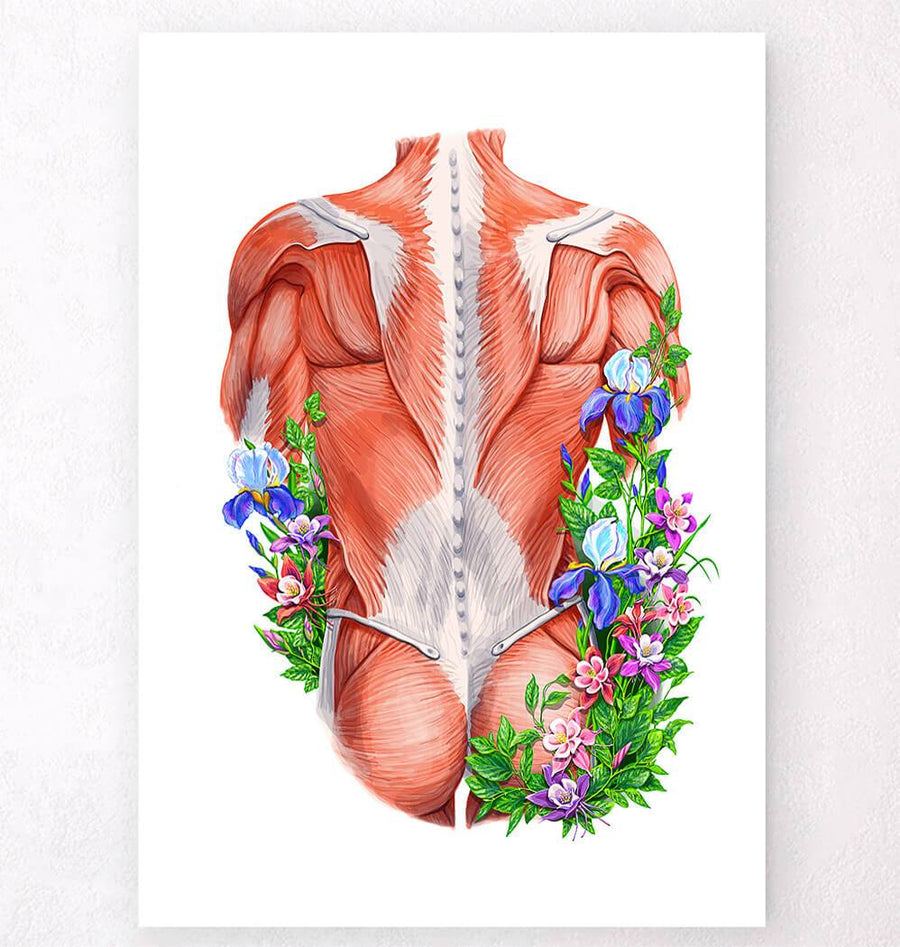 Photo & Art Print Labeled Anatomy Chart of Male Back Muscles on White  Background.