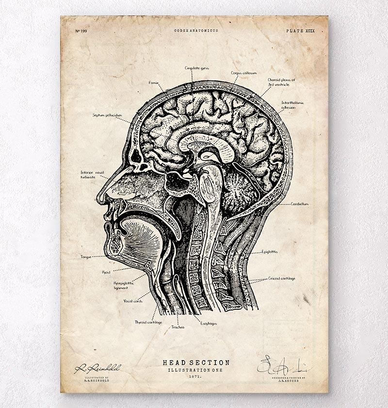 Dessin de crâne humain - Codex Anatomicus