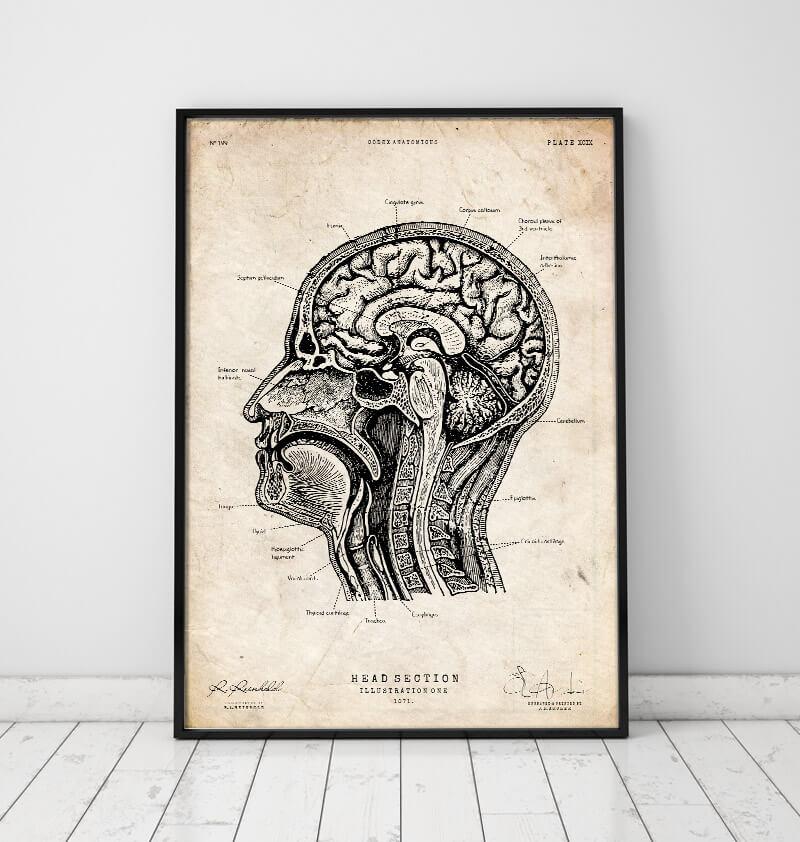 Head section anatomy - art print - Codex Anatomicus