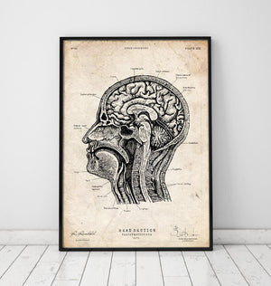 Vintage anatomy poster of head section by codex anatomicus