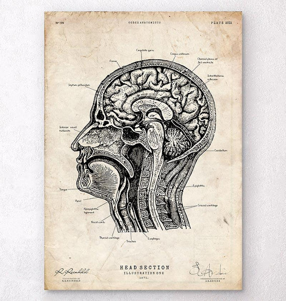 Head section anatomy - art print - Codex Anatomicus