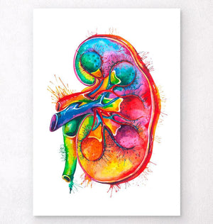 Left kidney anatomy art