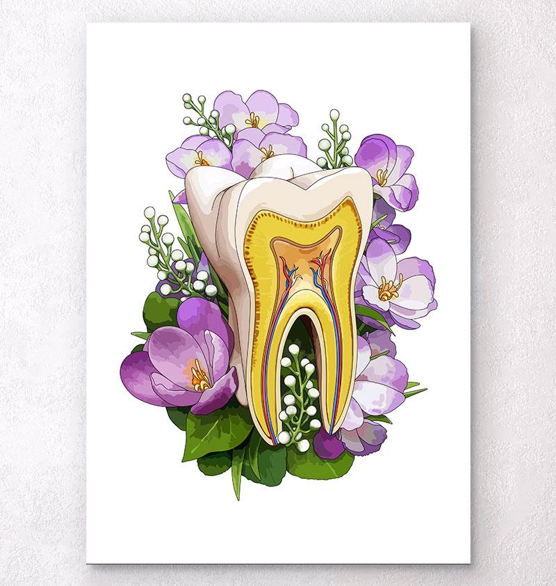 Tooth anatomy art