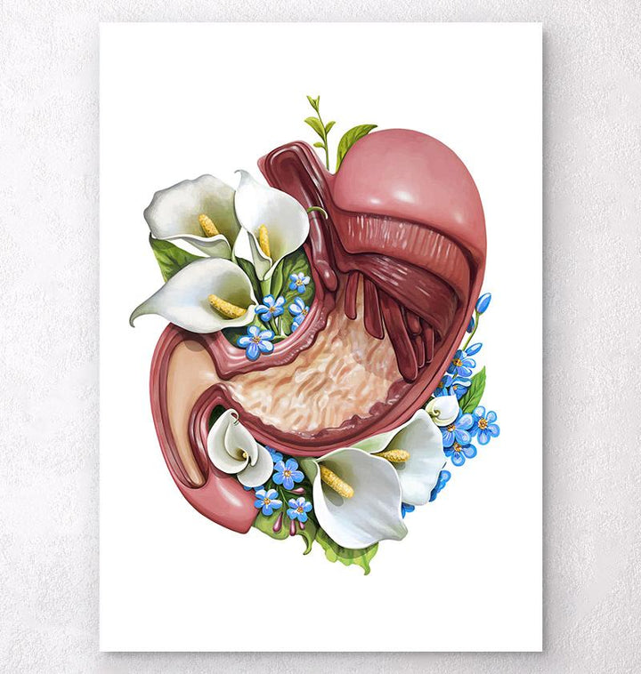 Anatomy of stomach poster