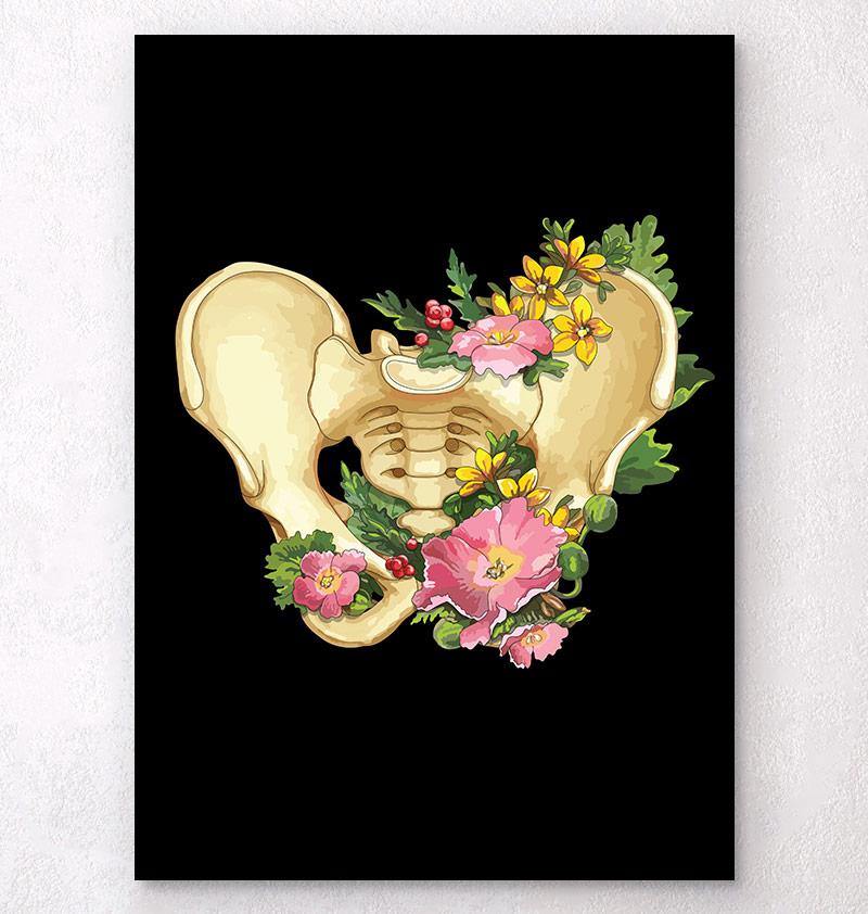 Pelvis anatomy poster