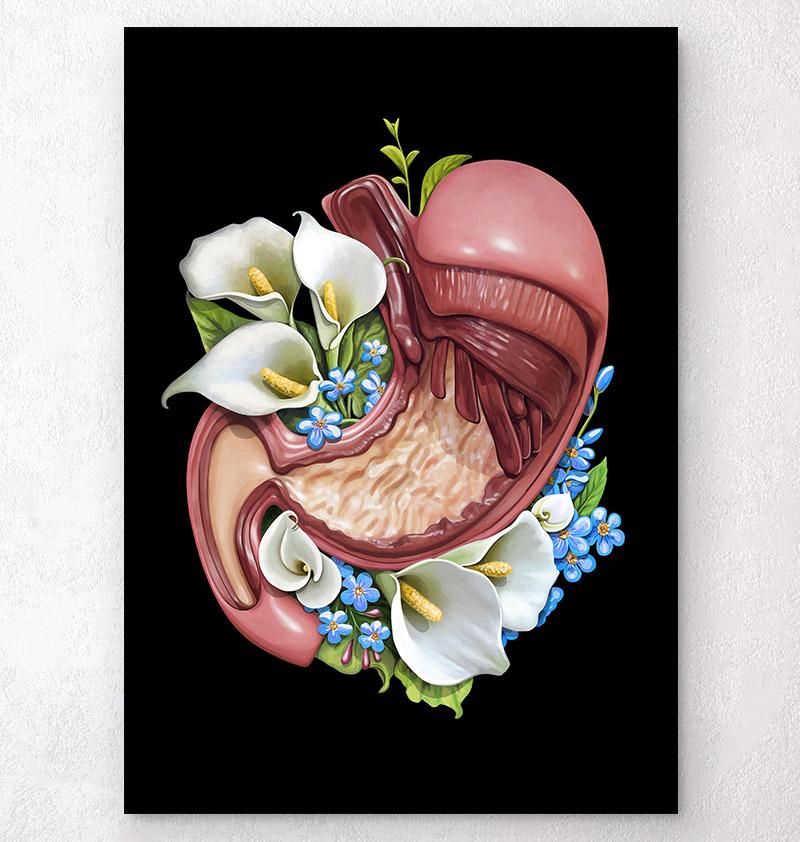 Stomach anatomy poster