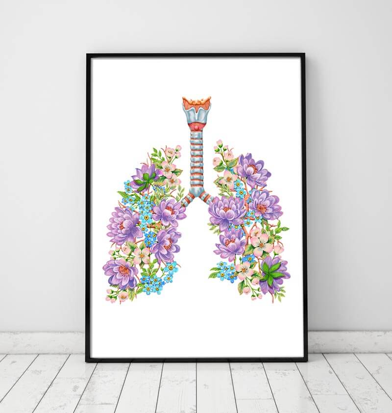 Lungs anatomy 