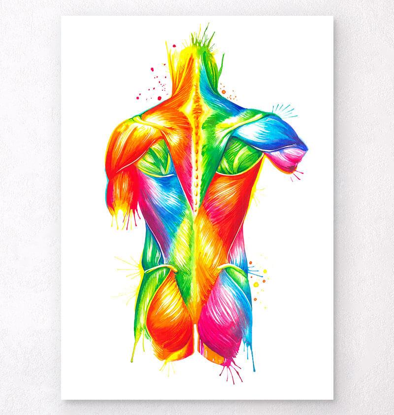 back-muscles-anatomy-watercolor-poster-codex-anatomicus