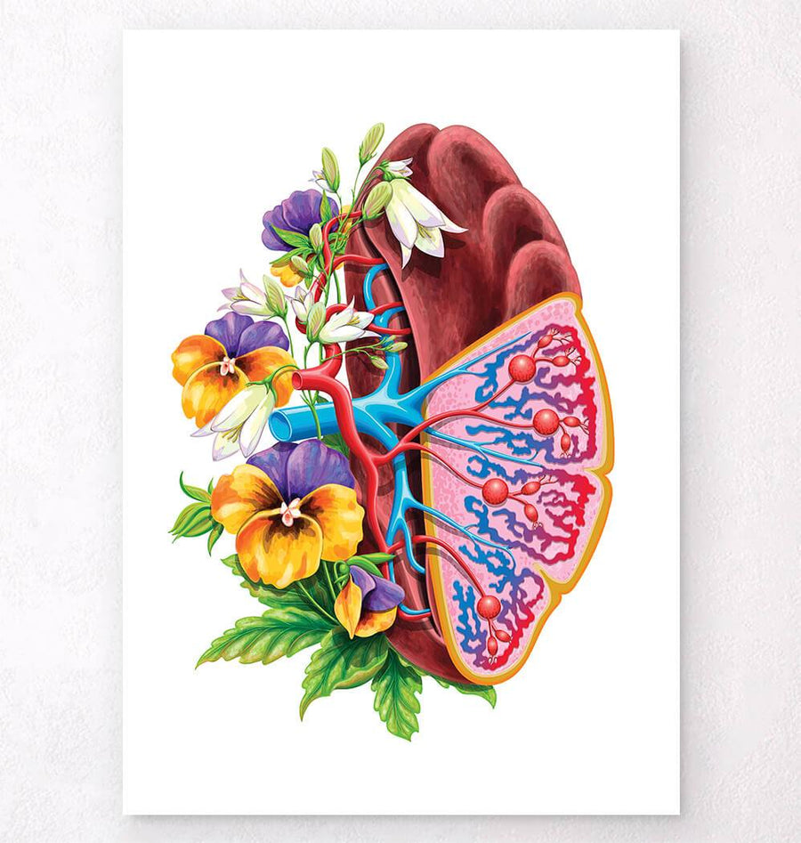 Spleen anatomy poster