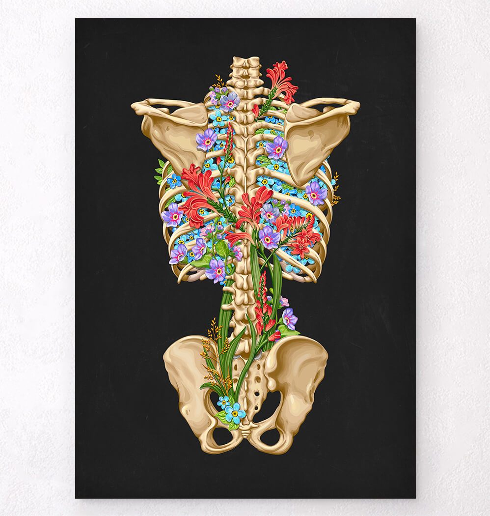 Back skeleton anatomy art print - Codex Anatomicus
