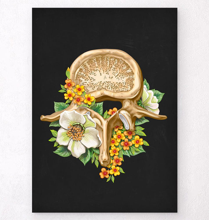 Lumbar vertebrae anatomy poster