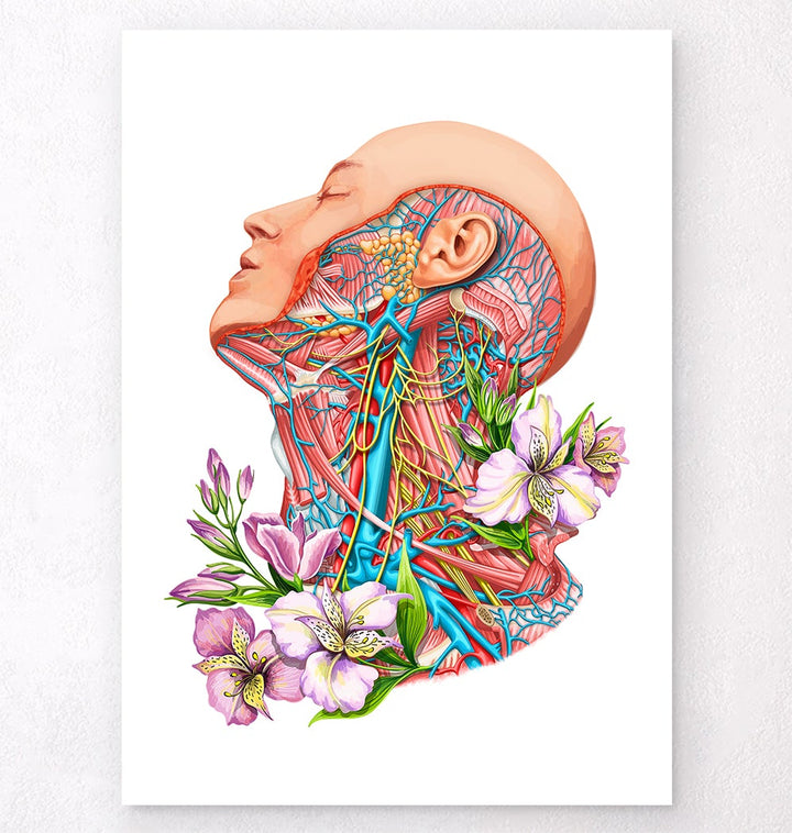 Neck anatomy poster