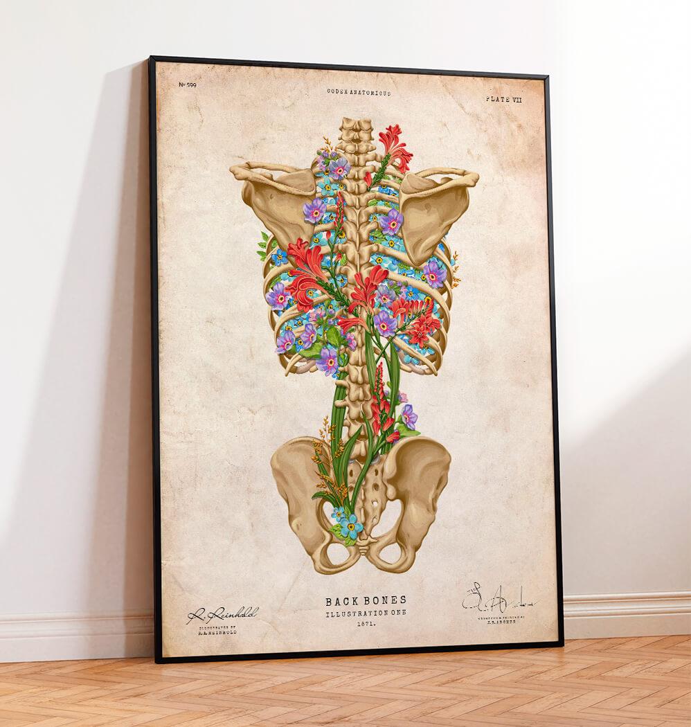Back skeleton anatomy art print - Codex Anatomicus
