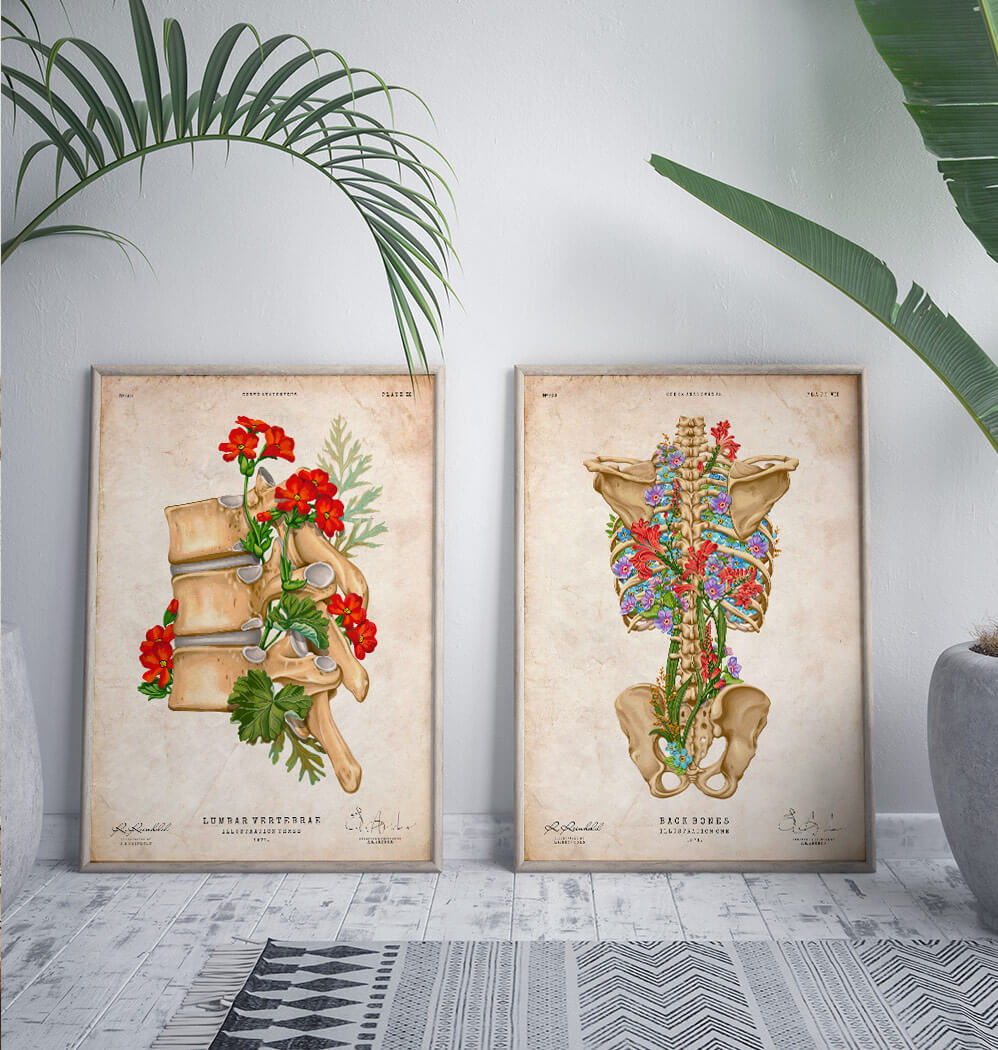 Back skeleton anatomy art print - Codex Anatomicus