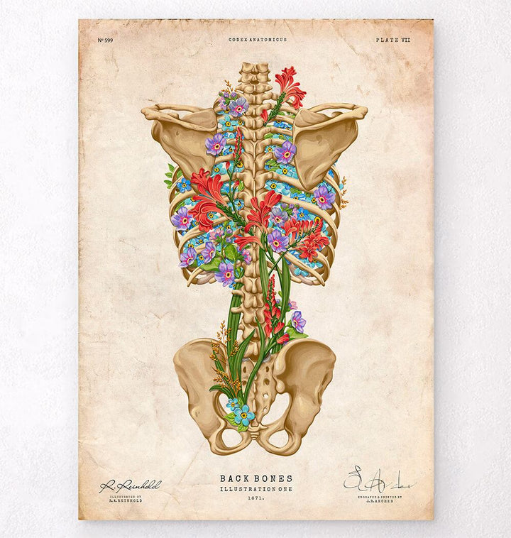 Backbone anatomy poster