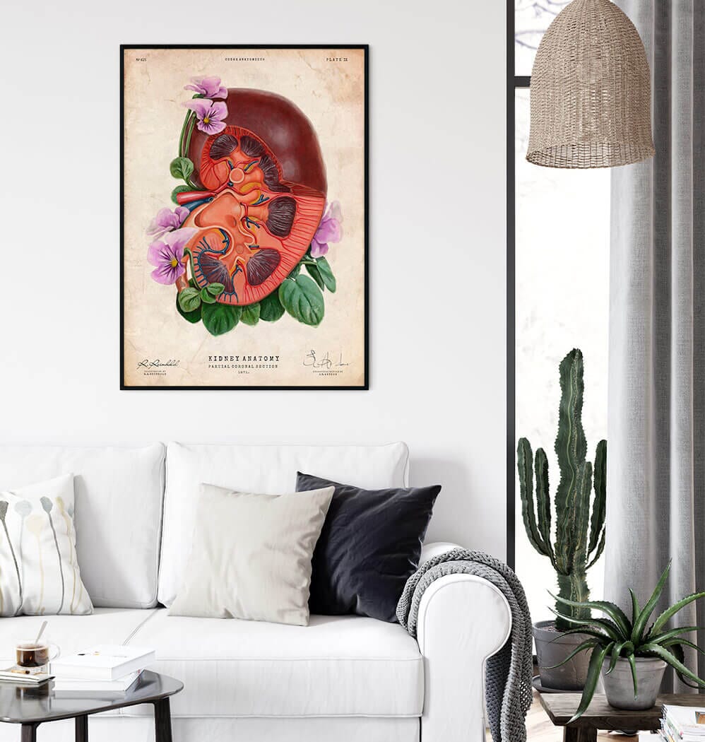 Floral kidney anatomy art print – Codex Anatomicus