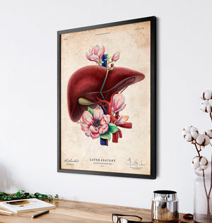 Liver anatomy print