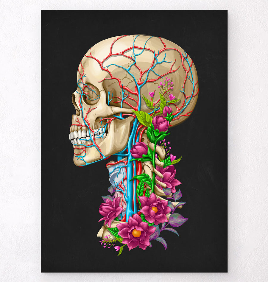 Skull anatomy art
