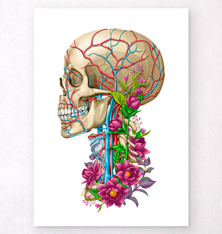 Skull anatomy II - Floral - White