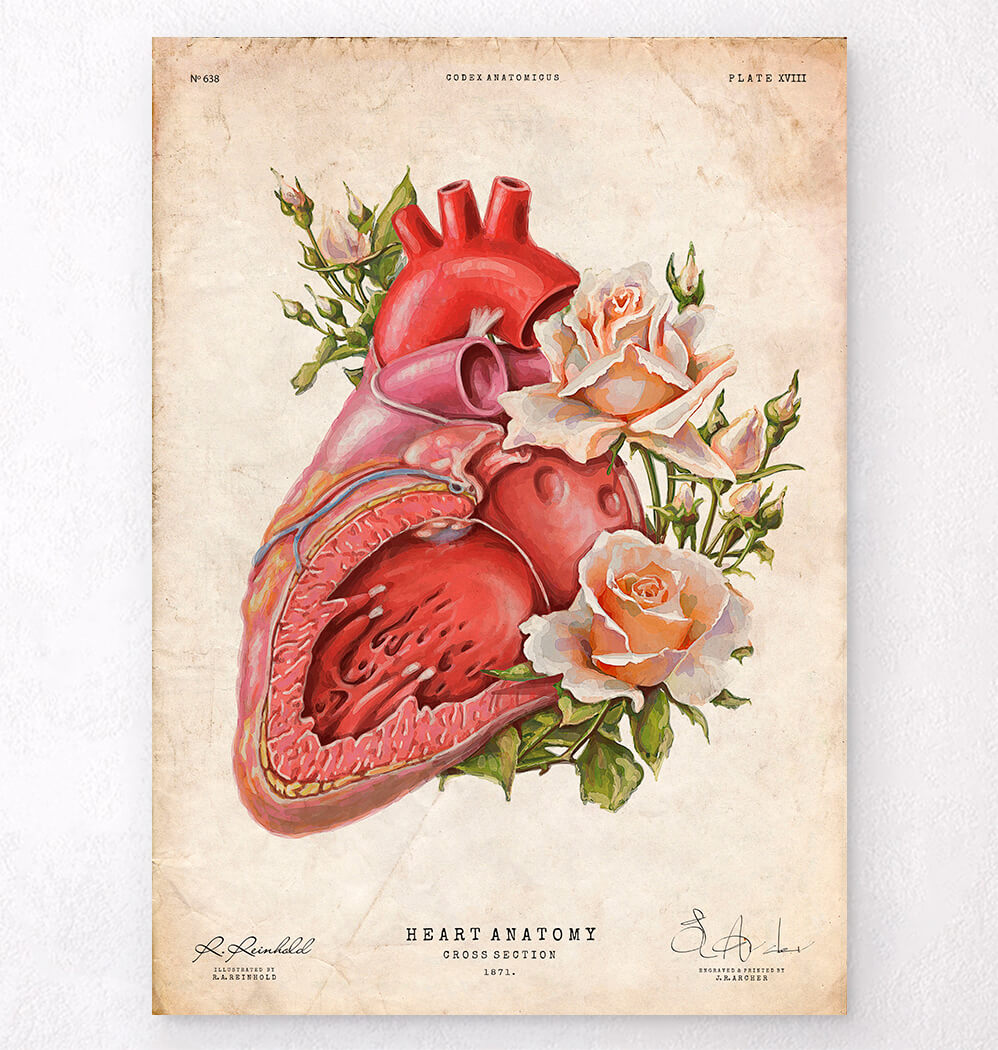 Heart section diagram anatomy art print - Heart Anatomy – Codex Anatomicus