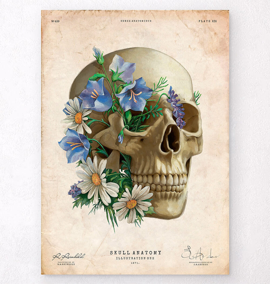 Floral skull anatomy art diagram – Codex Anatomicus