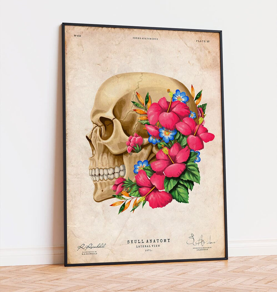 Skull lateral view anatomy poster
