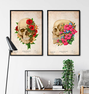 Skull anatomy posters