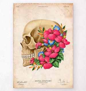 Side view of skull anatomy poster