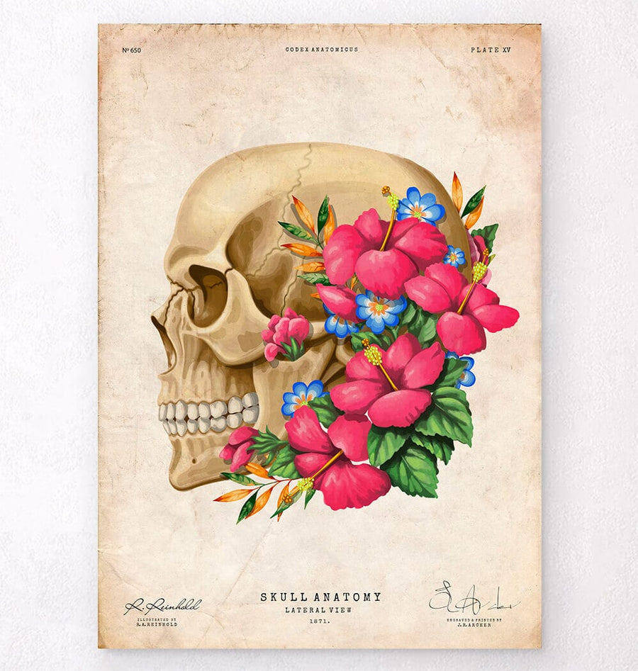 Skull with flowers - Anatomy art print - Codex Anatomicus