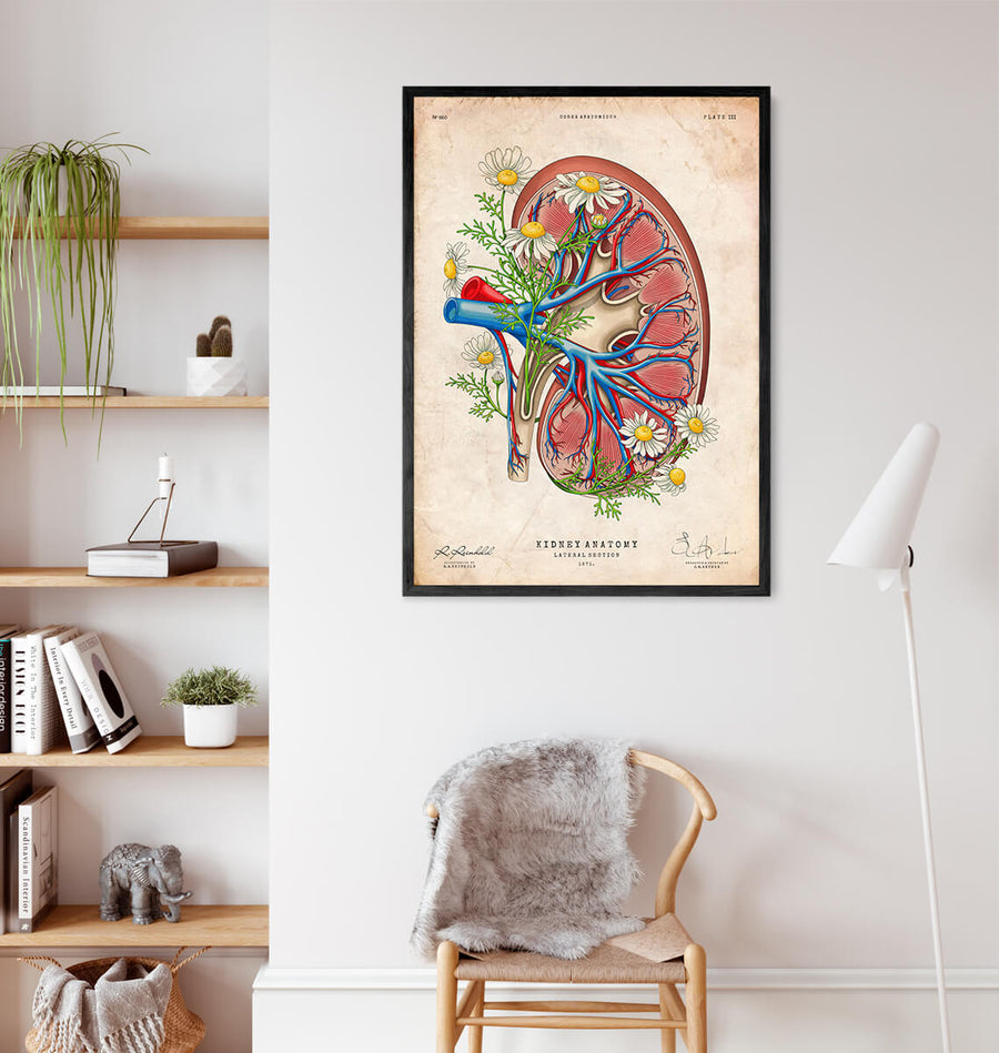 Kidney anatomy II - Floral - Vintage