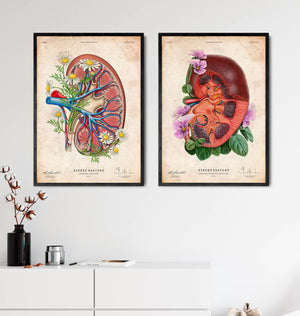 Kidney anatomy II - Floral - Vintage