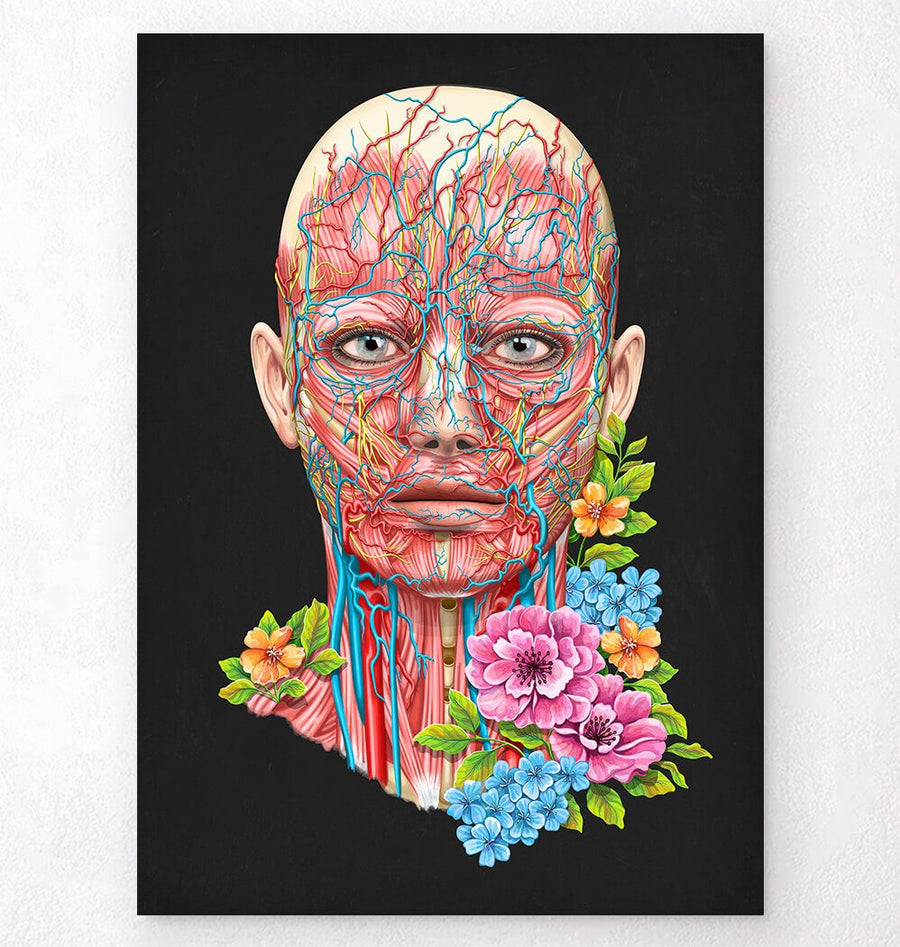 Facial anatomy poster