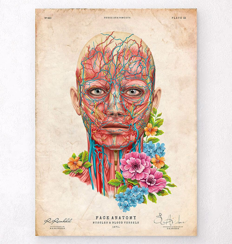 Poster Anatomie du visage