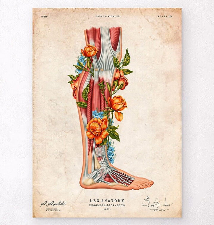 Leg anatomy vintage poster