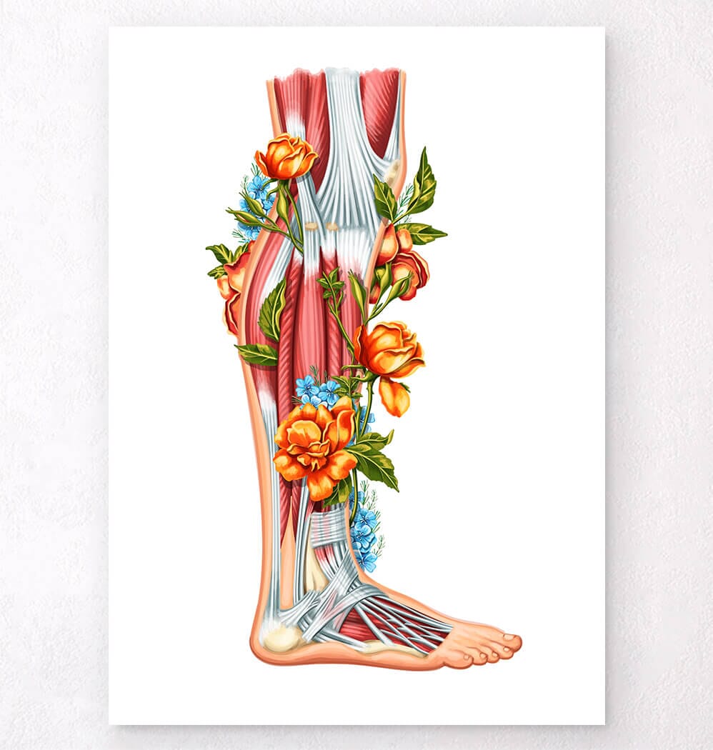 Leg anatomy - Codex Anatomicus