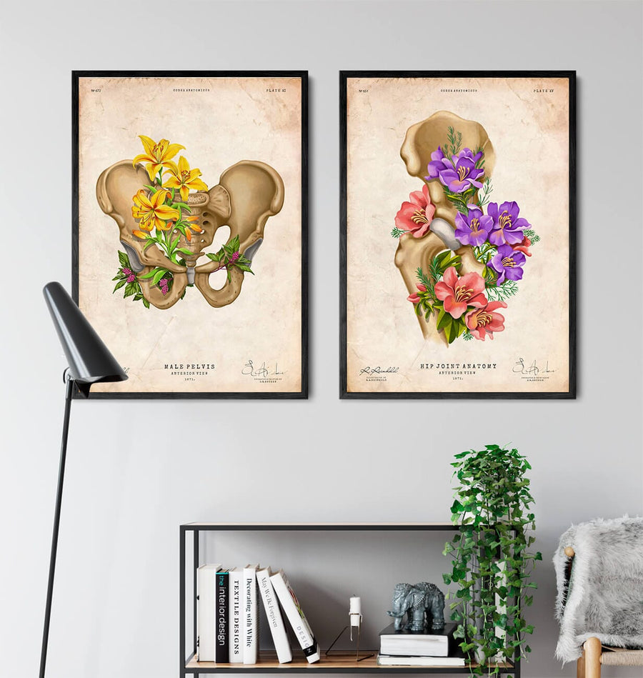 Male pelvis anatomy - Floral - Vintage