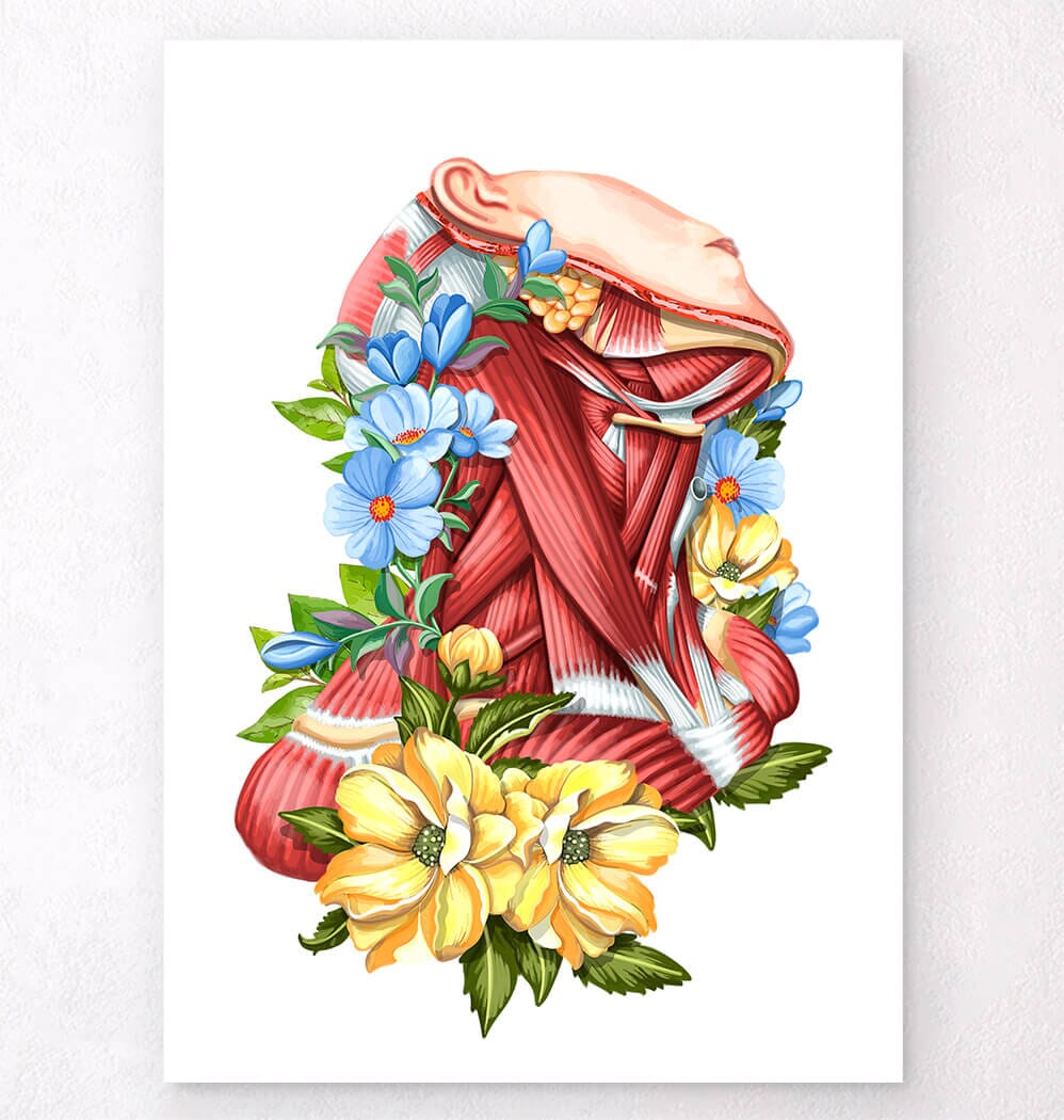 Neck muscles anatomy - Floral - Codex Anatomicus