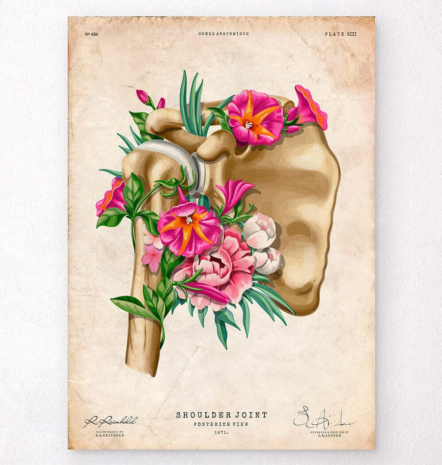 Shoulder - vintage anatomy poster