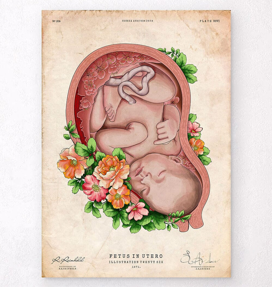 Fetus in a womb anatomy art print – Codex Anatomicus