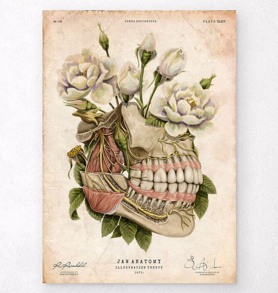 Floral dental anatomy art print – Codex Anatomicus