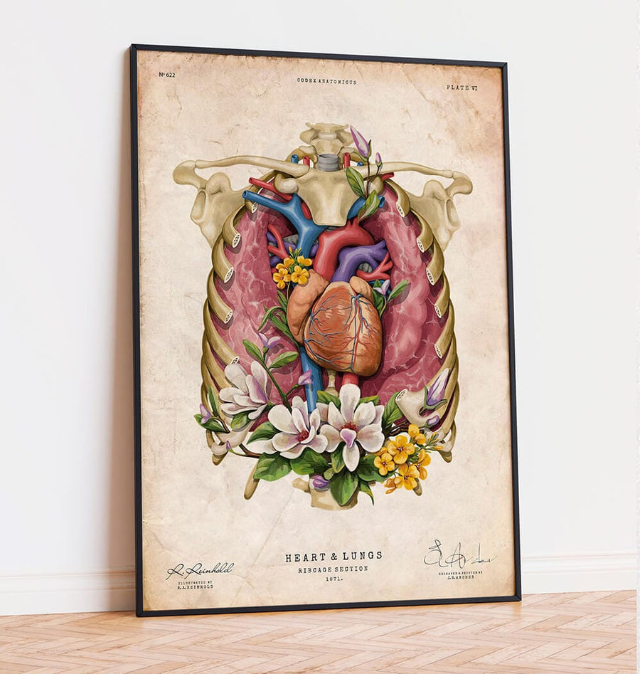 Heart anatomy poster by codex anatomicus