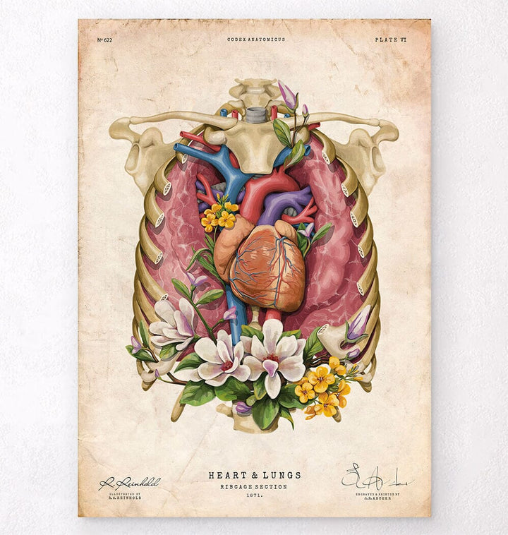 Heart and lungs anatomy print