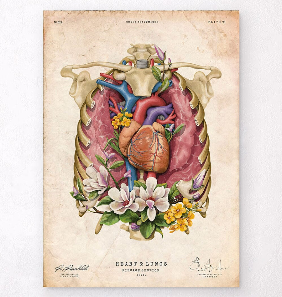 Heart and lungs anatomy print