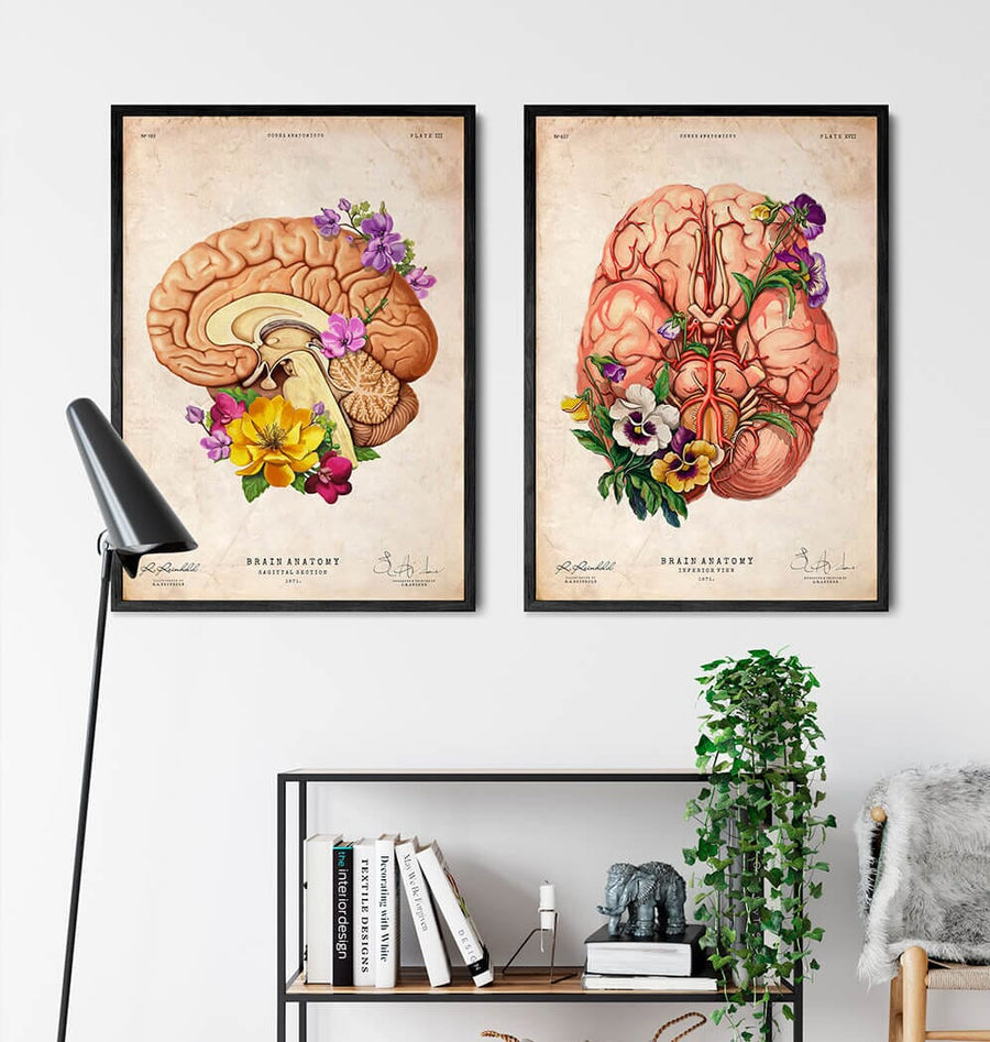 Neurology brain anatomy art