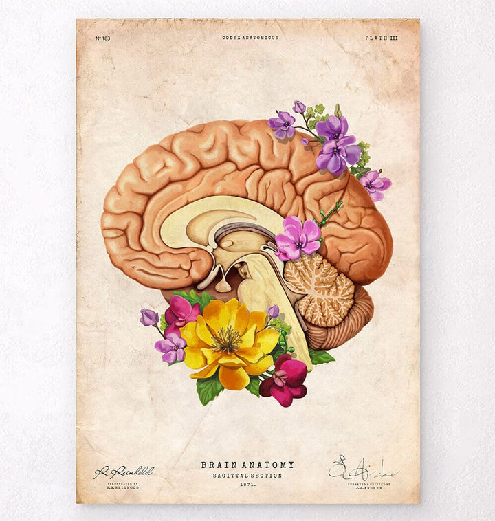 Sagittal section brain anatomy poster
